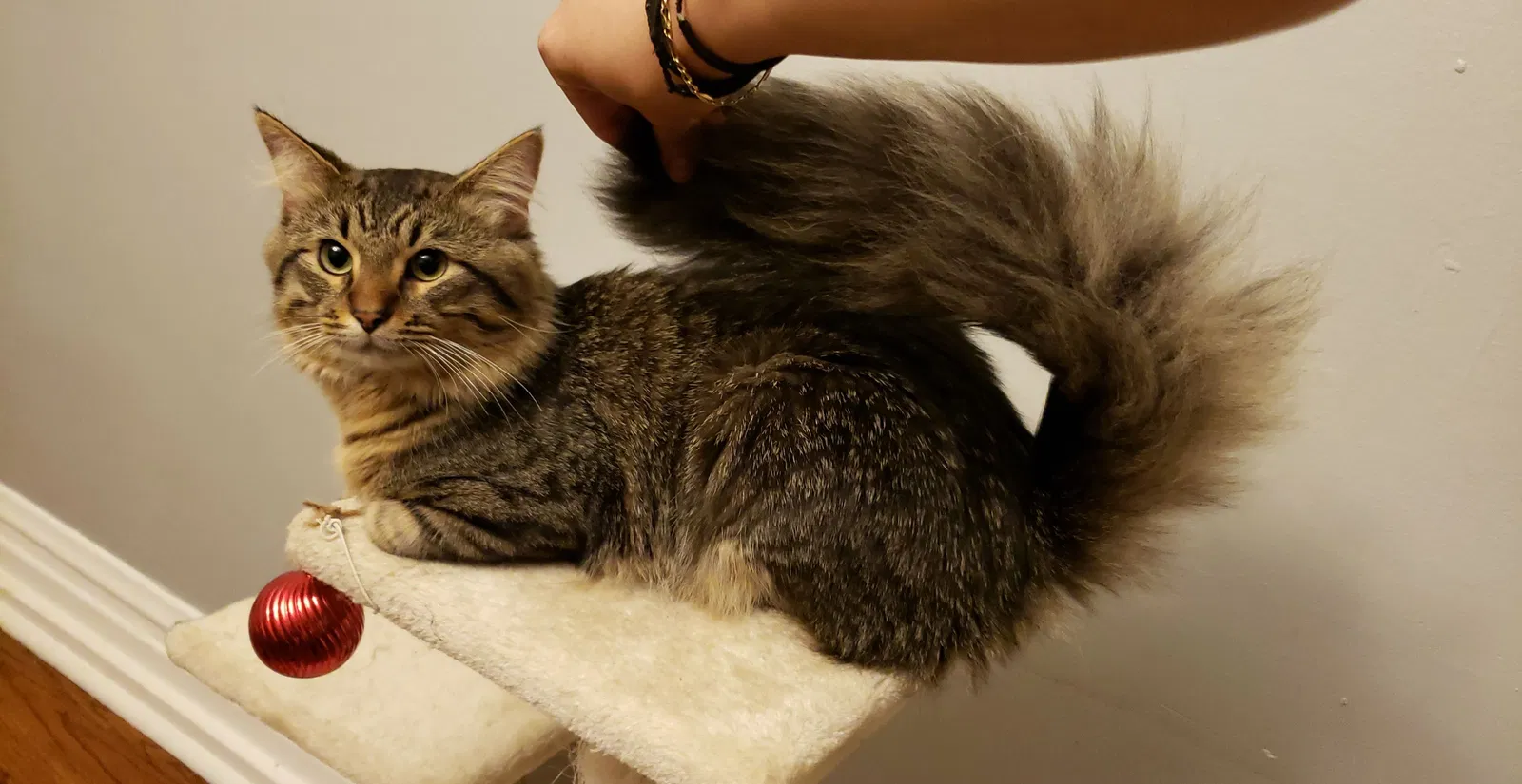 Lost cat in Chicago, IL, 60629