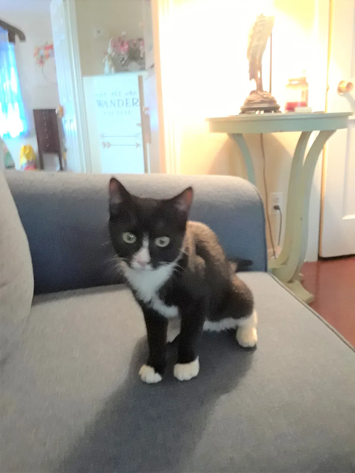 Lost cat in Jacksonville, FL, 32210