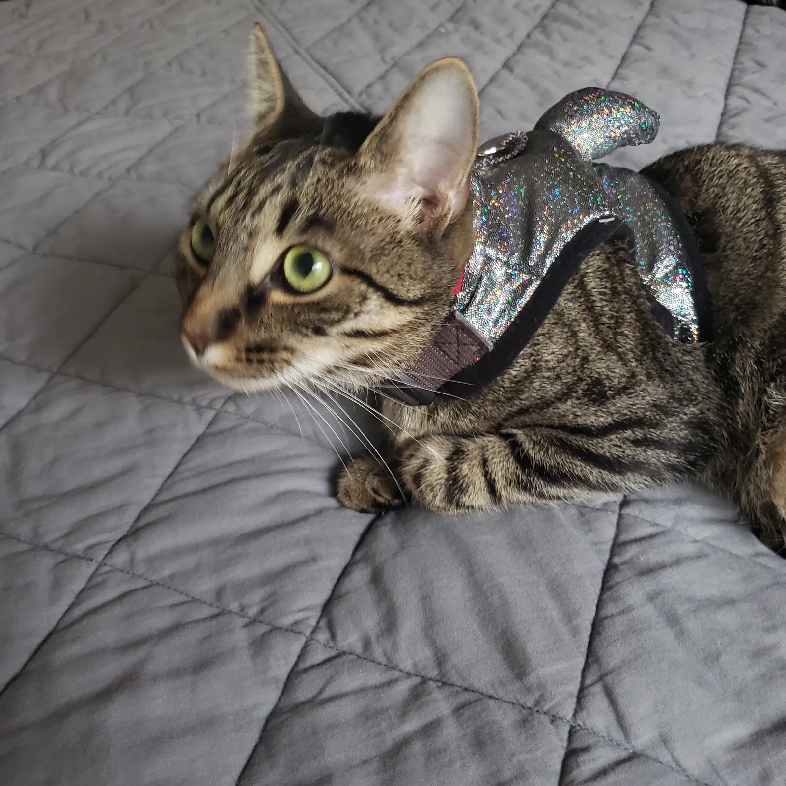 Lost cat in Fayetteville, NC, 28314