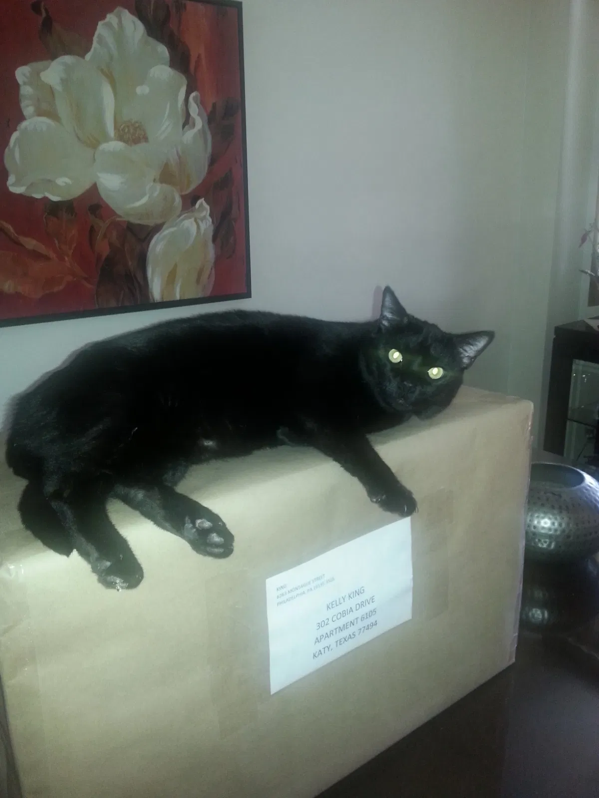 Lost cat in Katy, TX, 77494