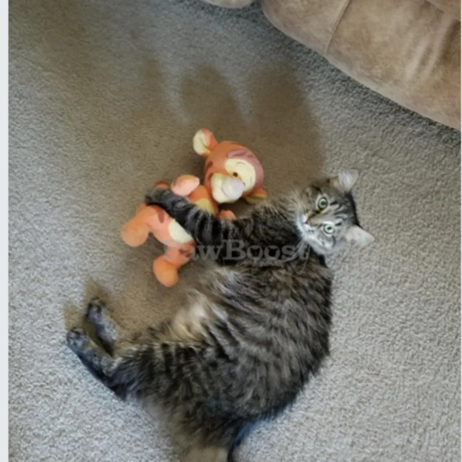 Lost cat in New Port Richey, FL, 34654