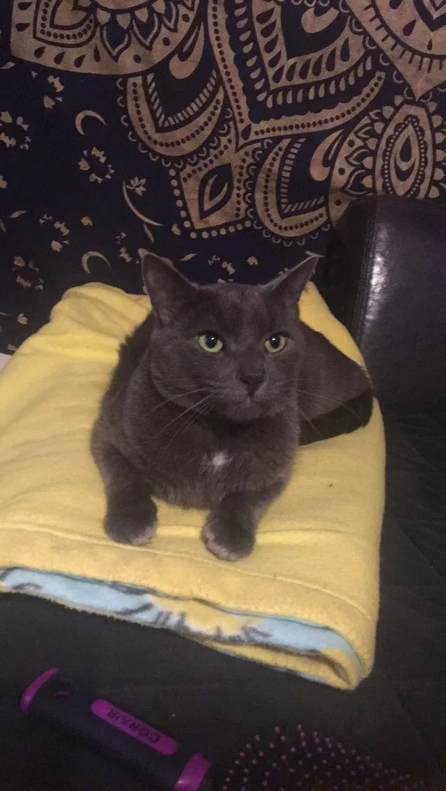 Lost cat in Sellersville, PA, 18960