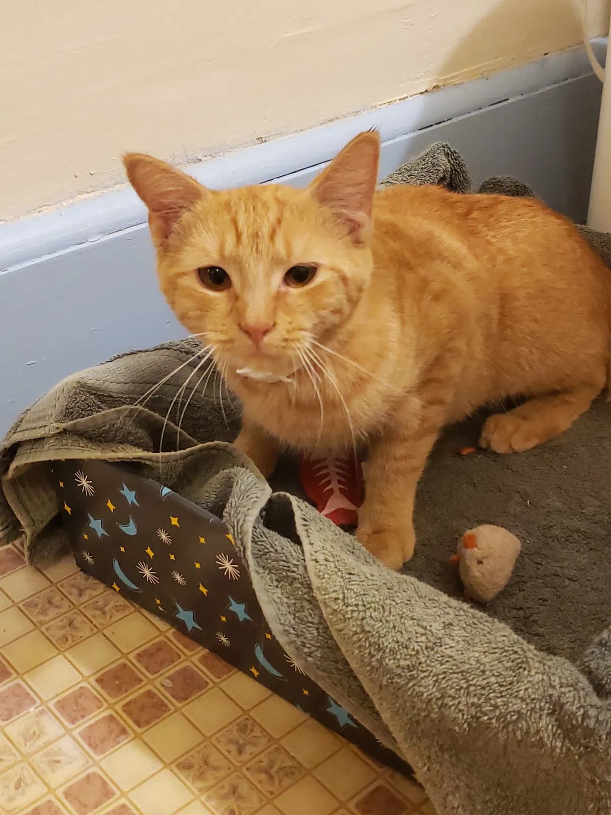 Lost cat in Alfred, ME, 4002