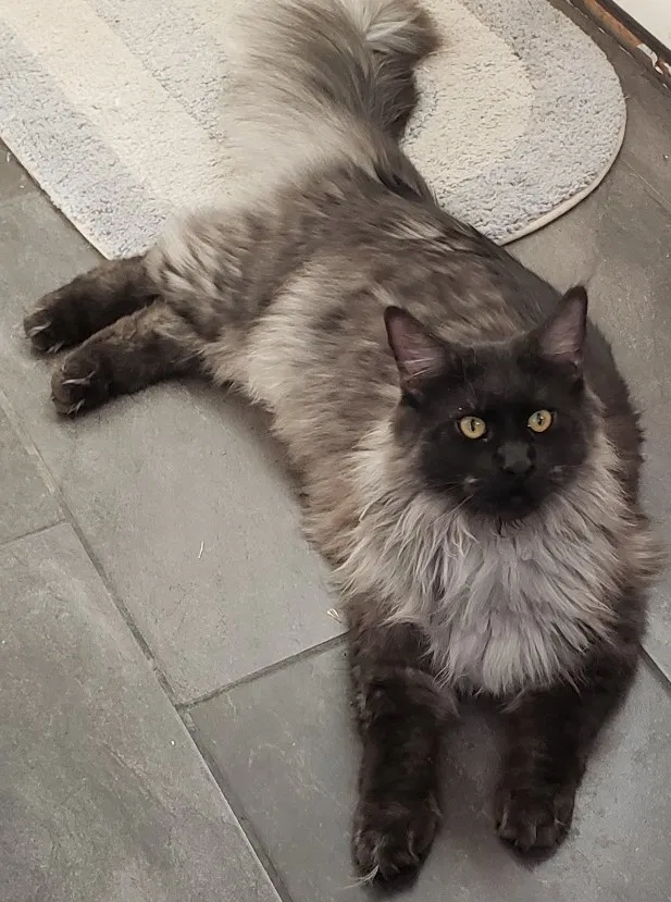 Lost cat in Littleton, CO, 80120