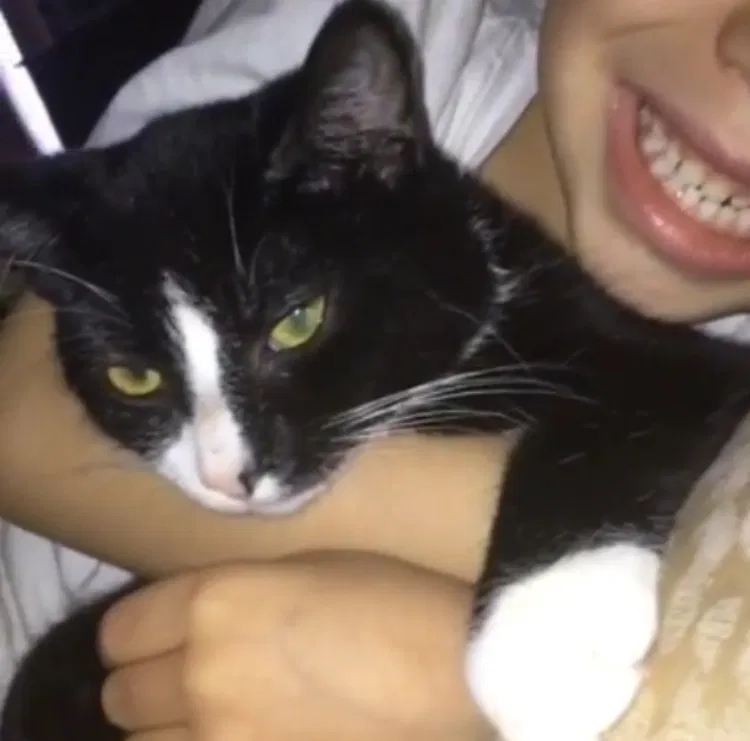 Lost cat in Randolph, MA, 2368