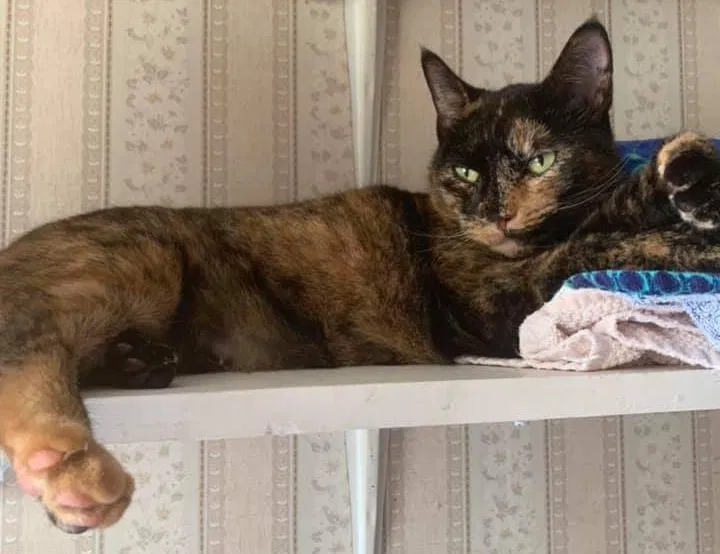 Lost cat in Berlin, NH, 3570