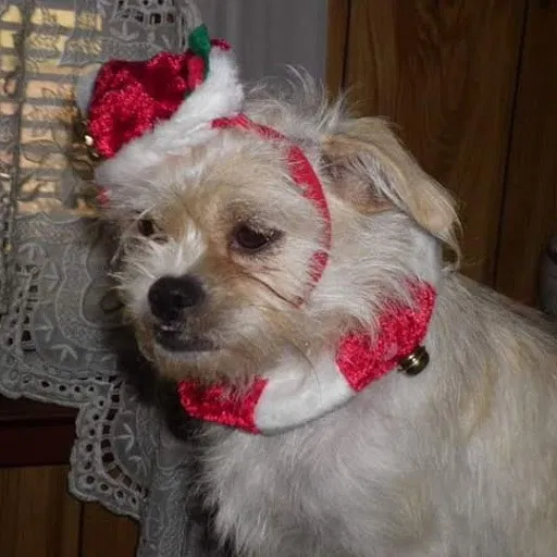 Lost dog in Buford, GA, 30518