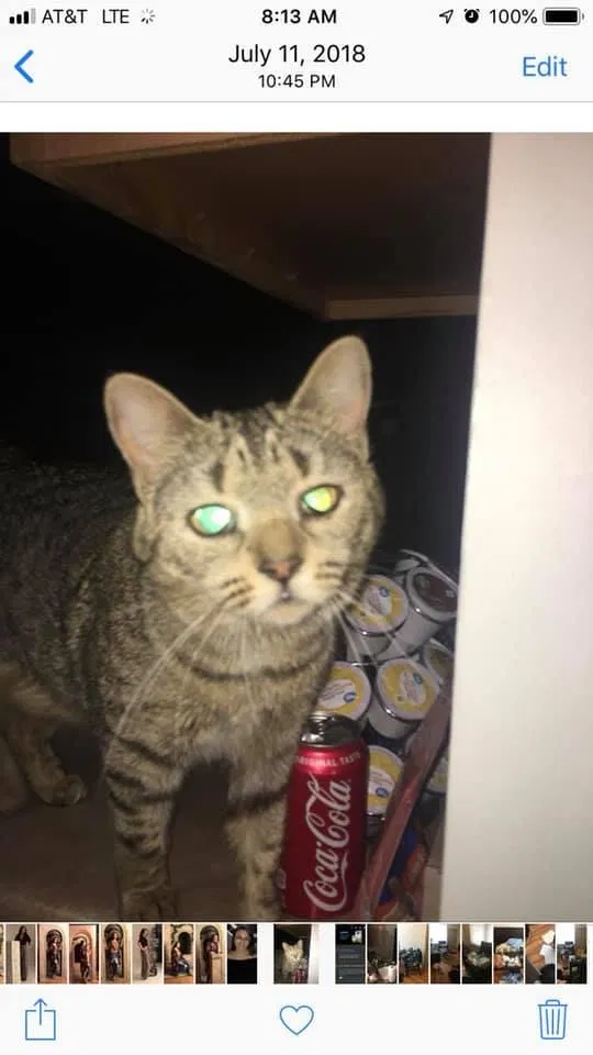 Lost cat in Raeford, NC, 28376