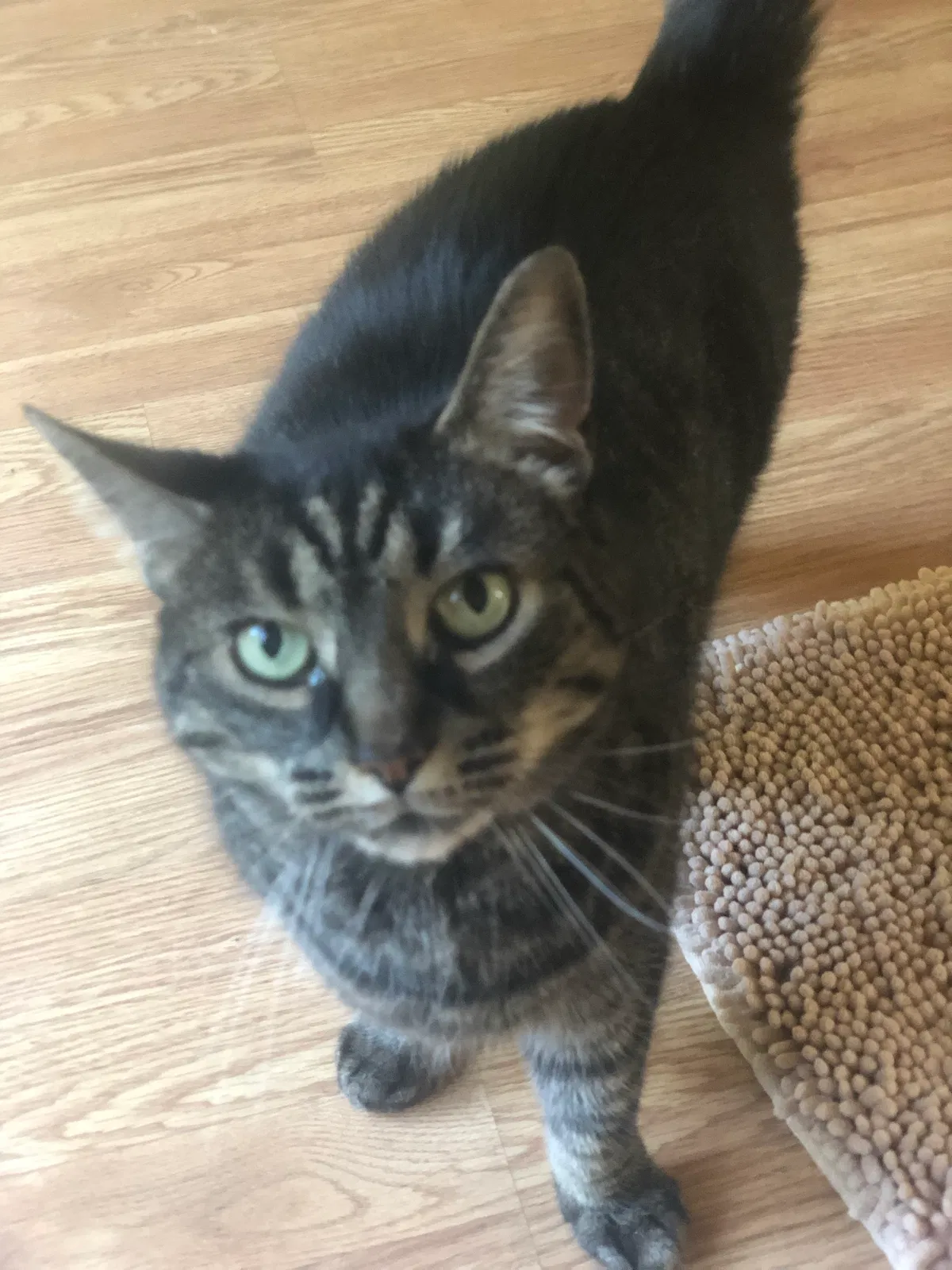 Lost cat in Hot Springs National Park, AR, 71901