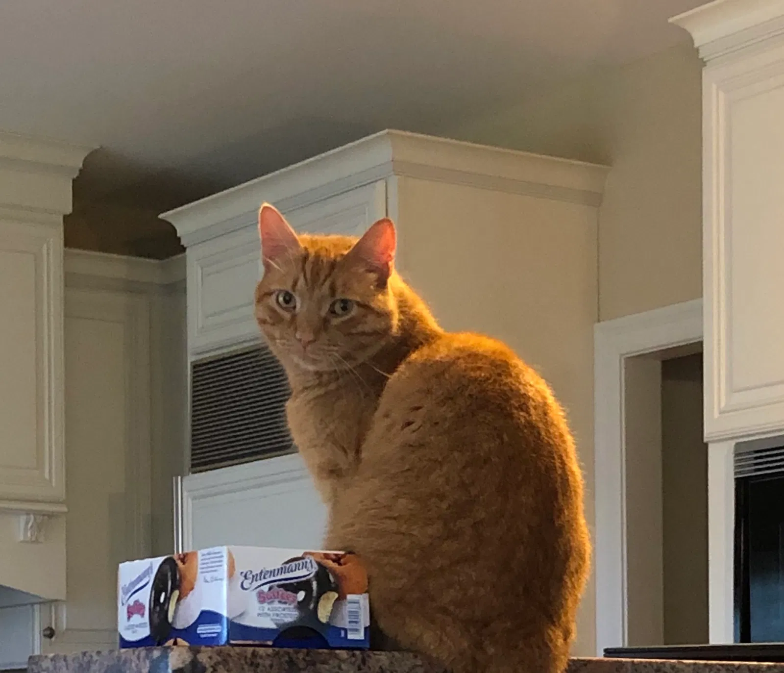 Lost cat in Wallingford, CT, 6492