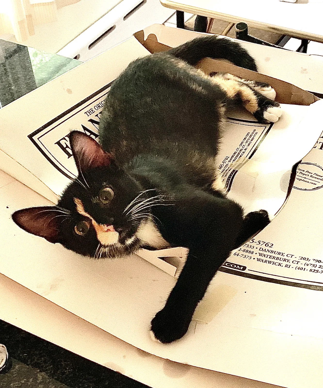 Lost cat in Fairfield, CT, 6825