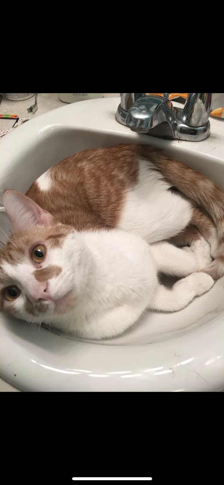 Lost cat in Huntertown, IN, 46748