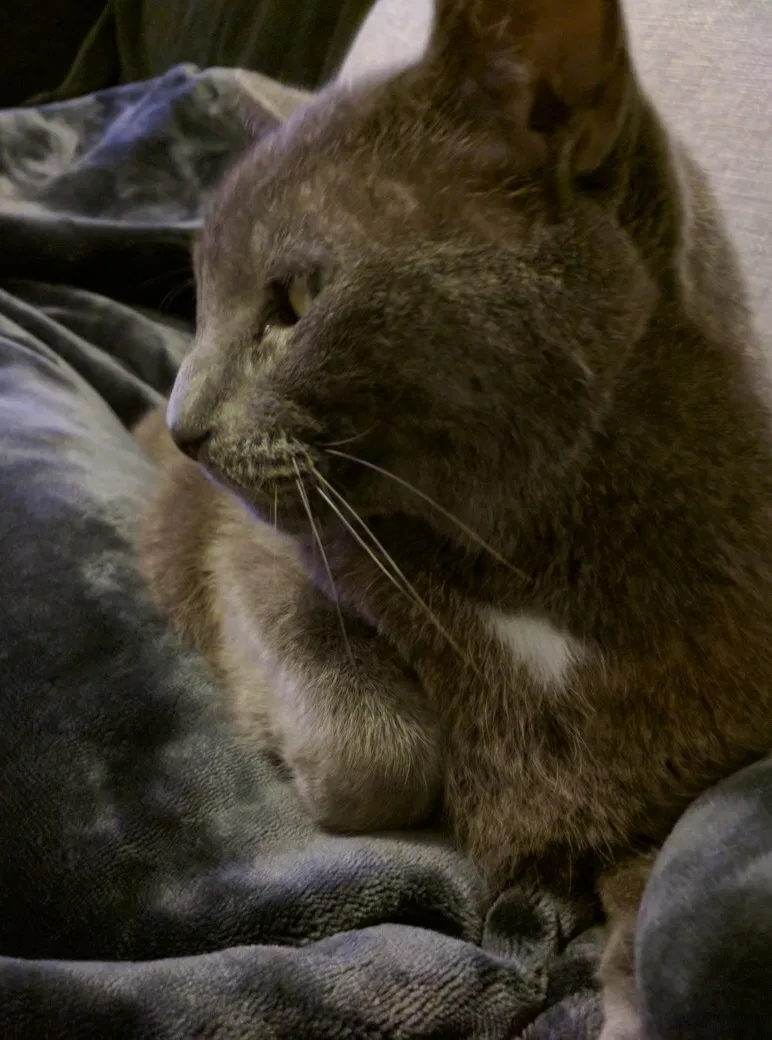 Lost cat in Clearwater, FL, 33756