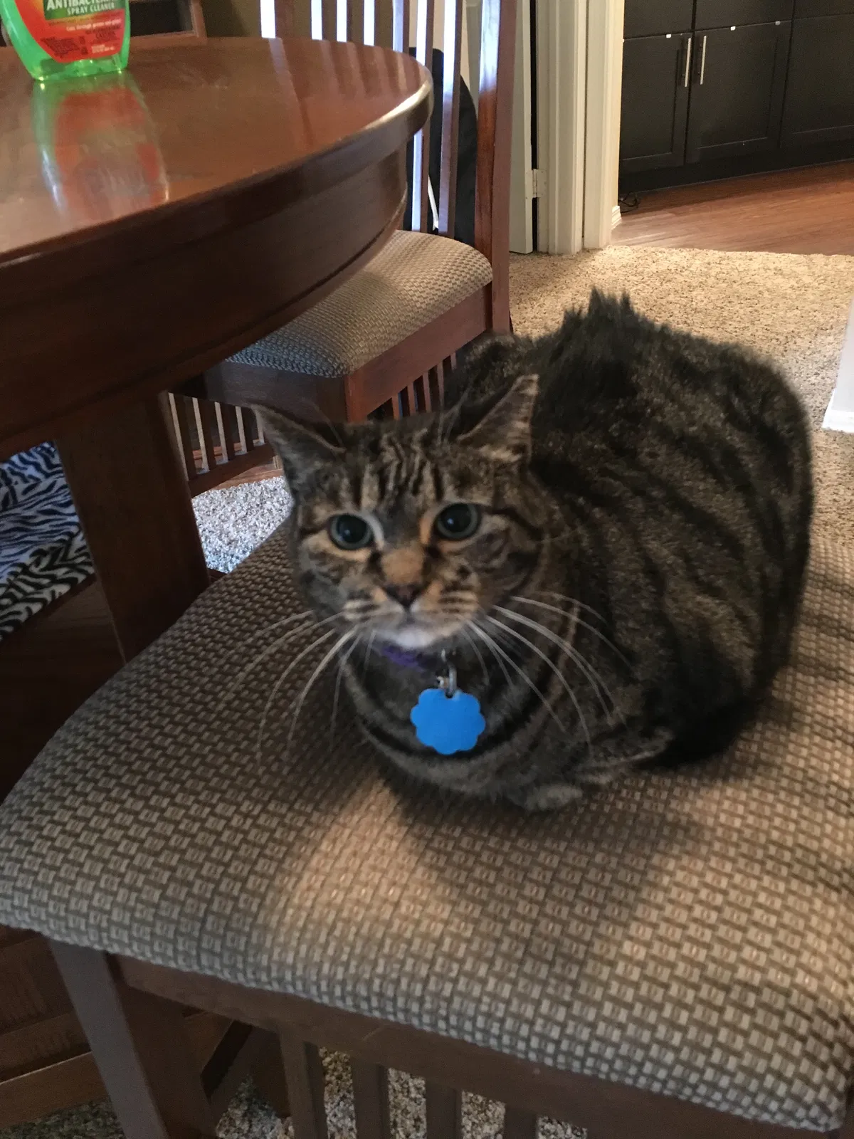 Lost cat in Buda, TX, 78610