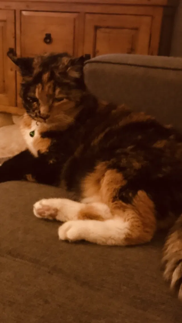 Lost cat in Dayton, OH, 45420