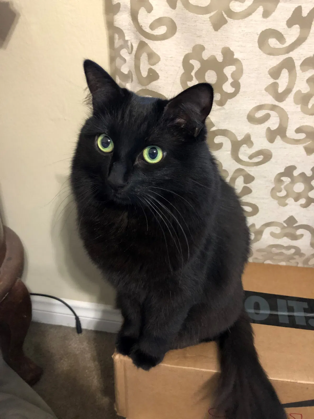 Lost cat in Burbank, CA, 91505