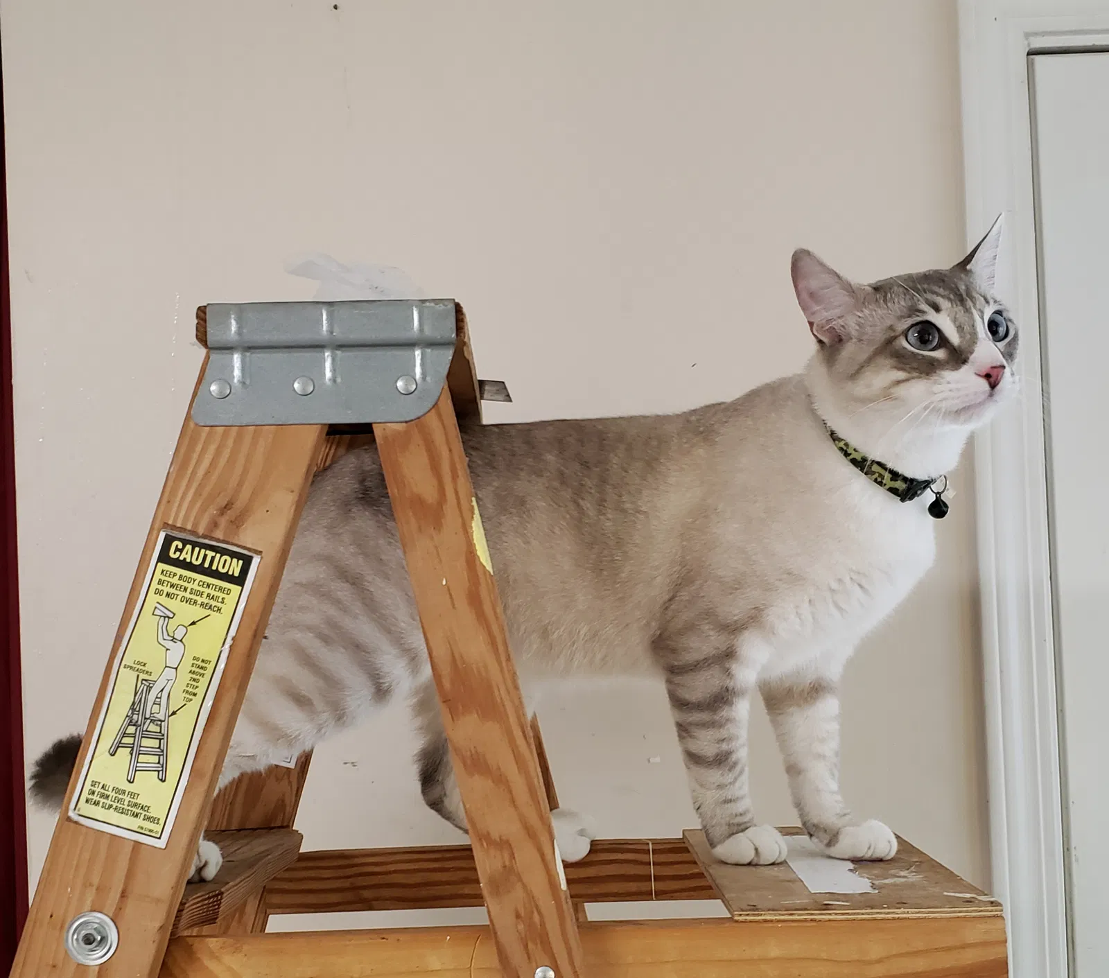 Lost cat in Alabaster, AL, 35007