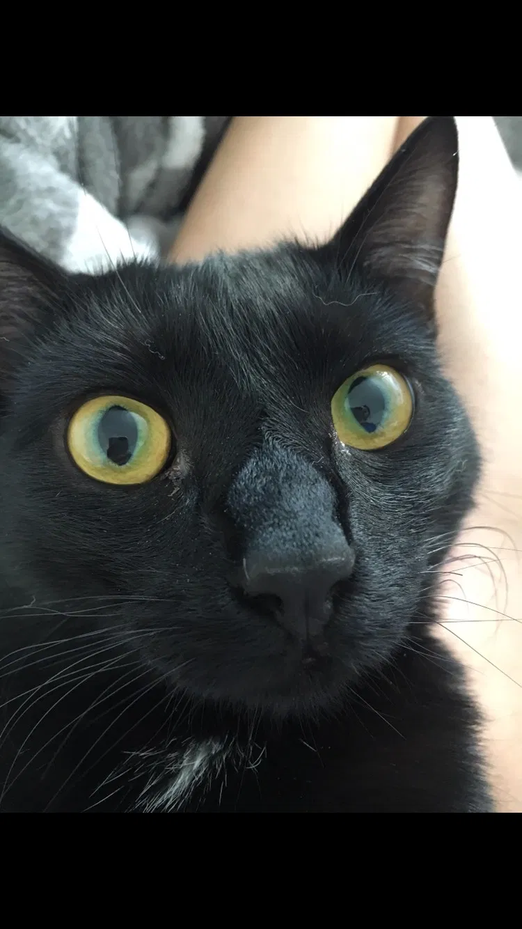 Lost cat in Cupertino, CA, 95014