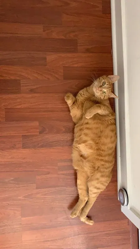 Lost cat in Chicago, IL, 60605