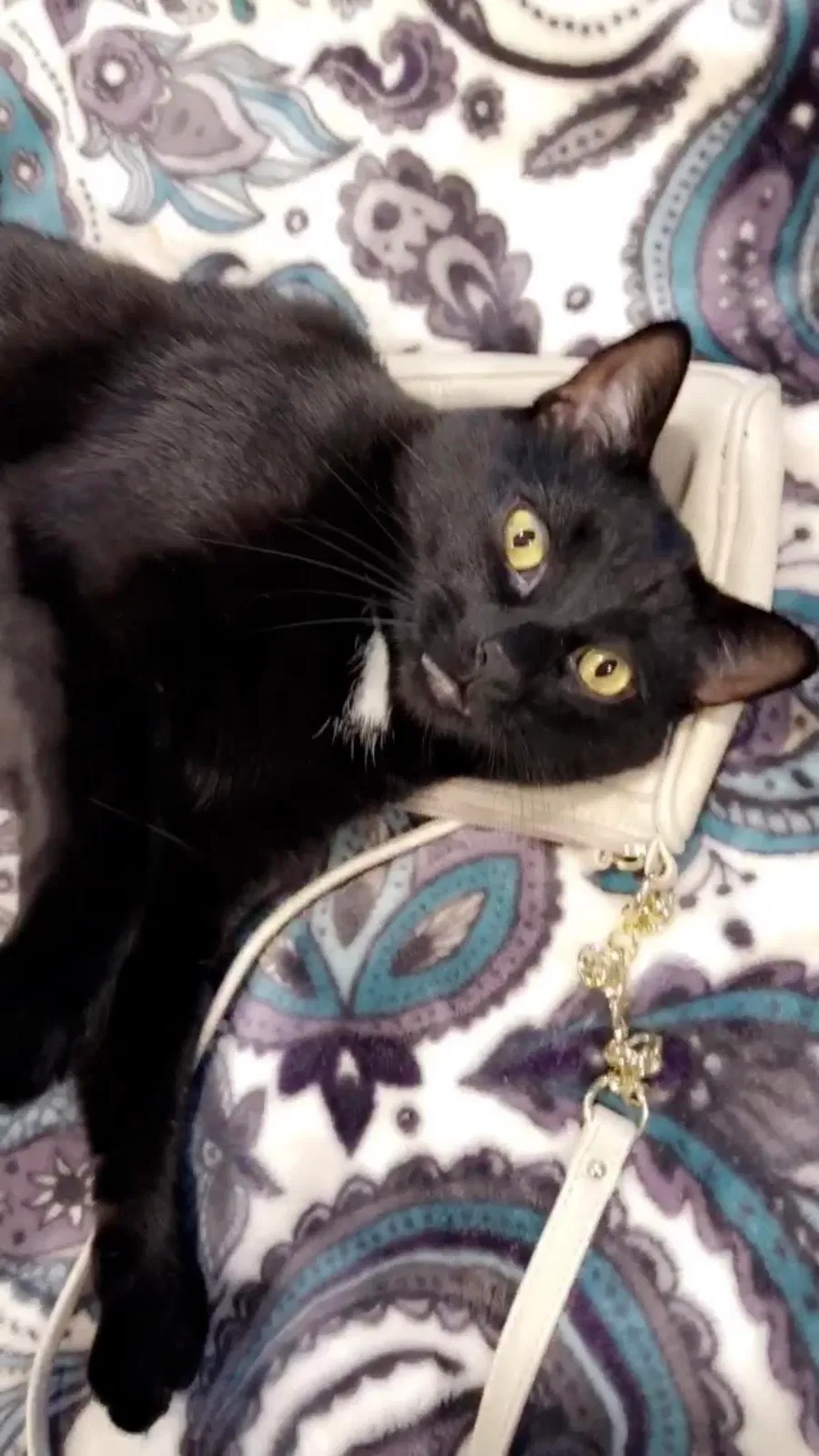 Lost cat in Utica, MI, 48317