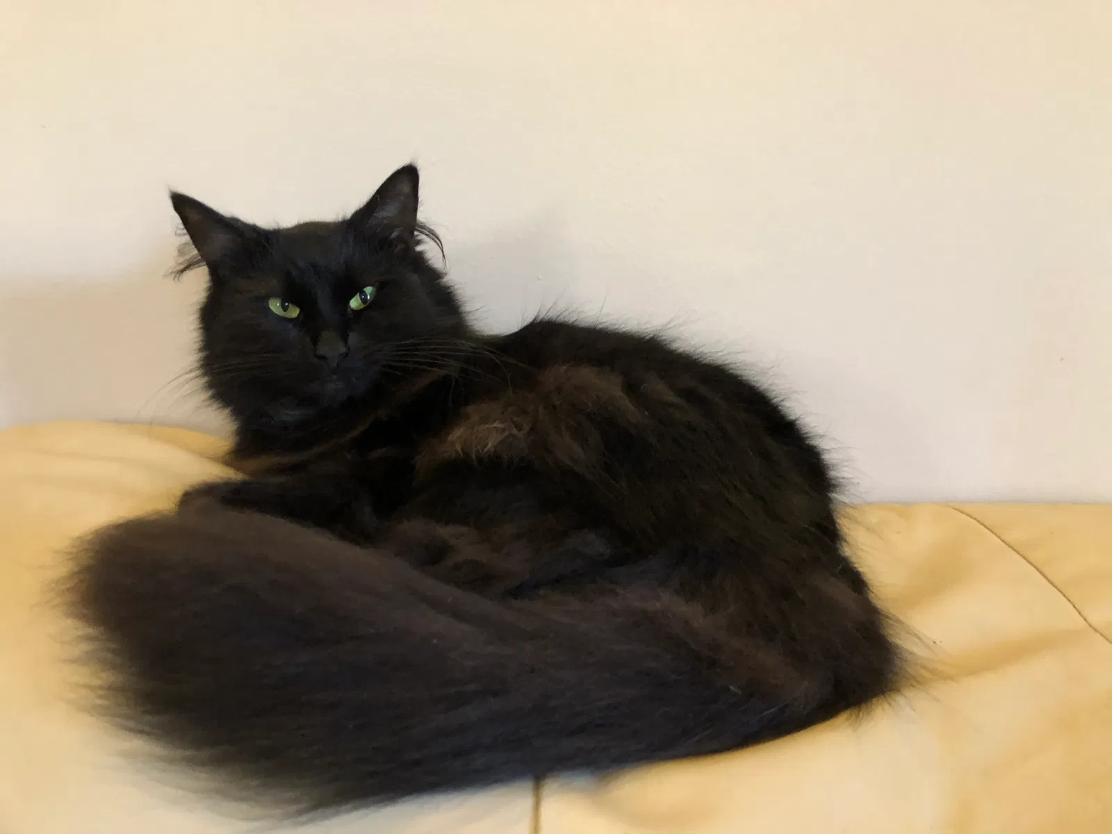 Lost cat in Bloomington, IN, 47408