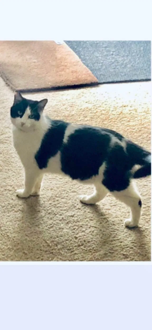 Lost cat in Lowell, MA, 1852