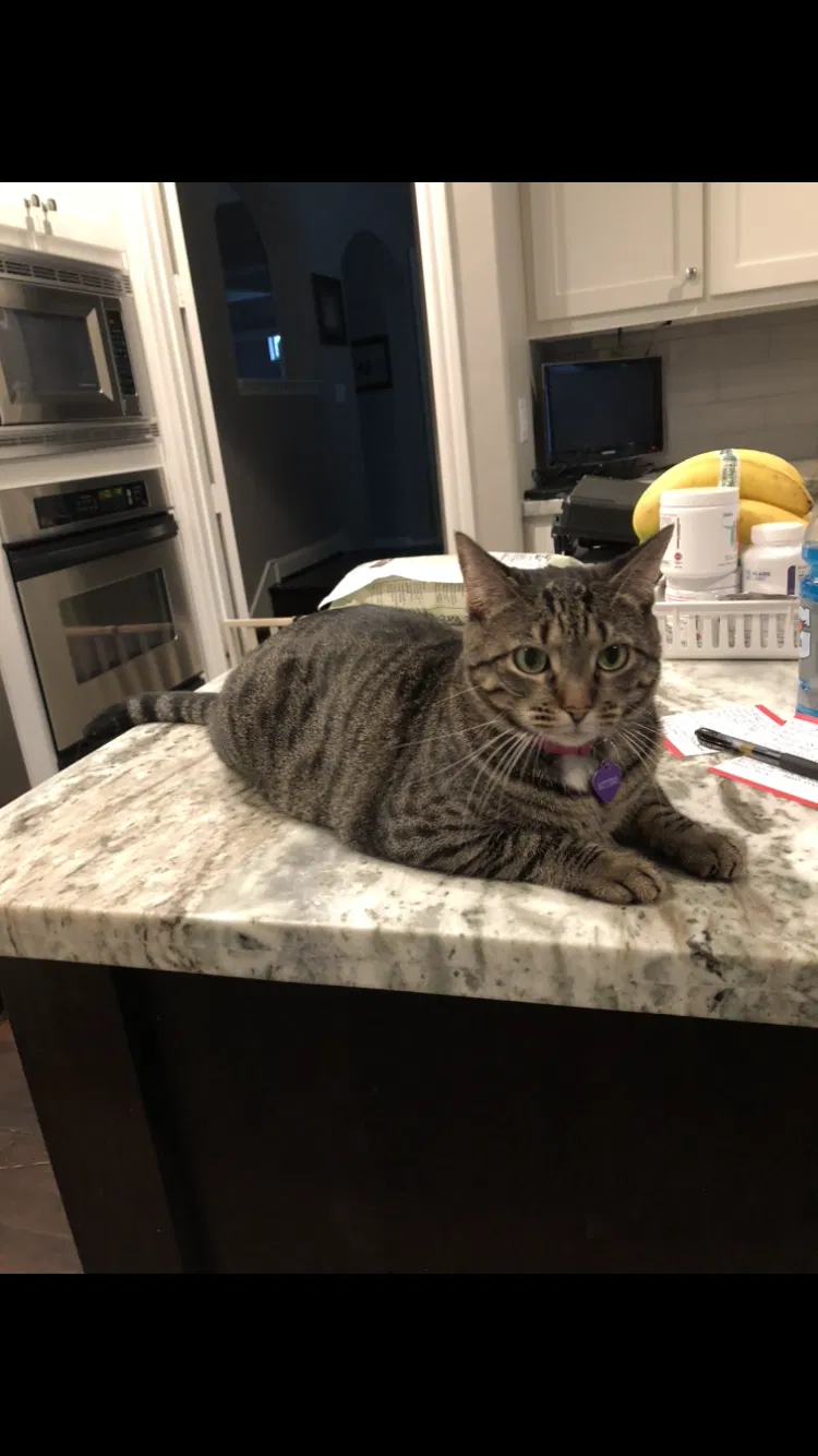 Lost cat in Spring, TX, 77382