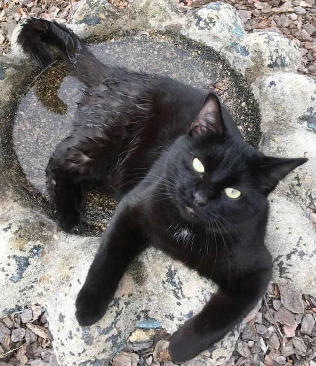 Lost cat in Oxford, NC, 27565
