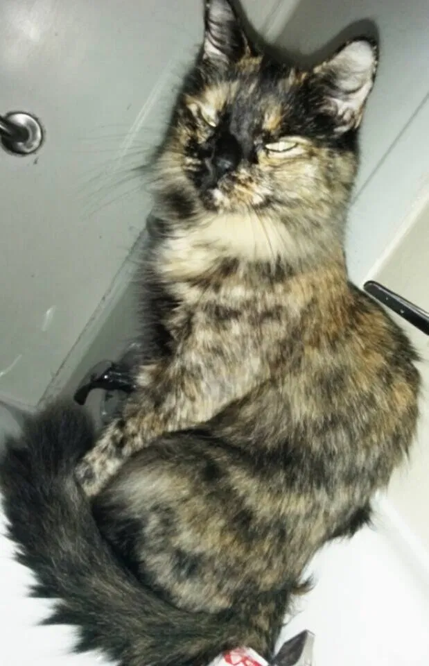 Lost cat in Bronx, NY, 10472