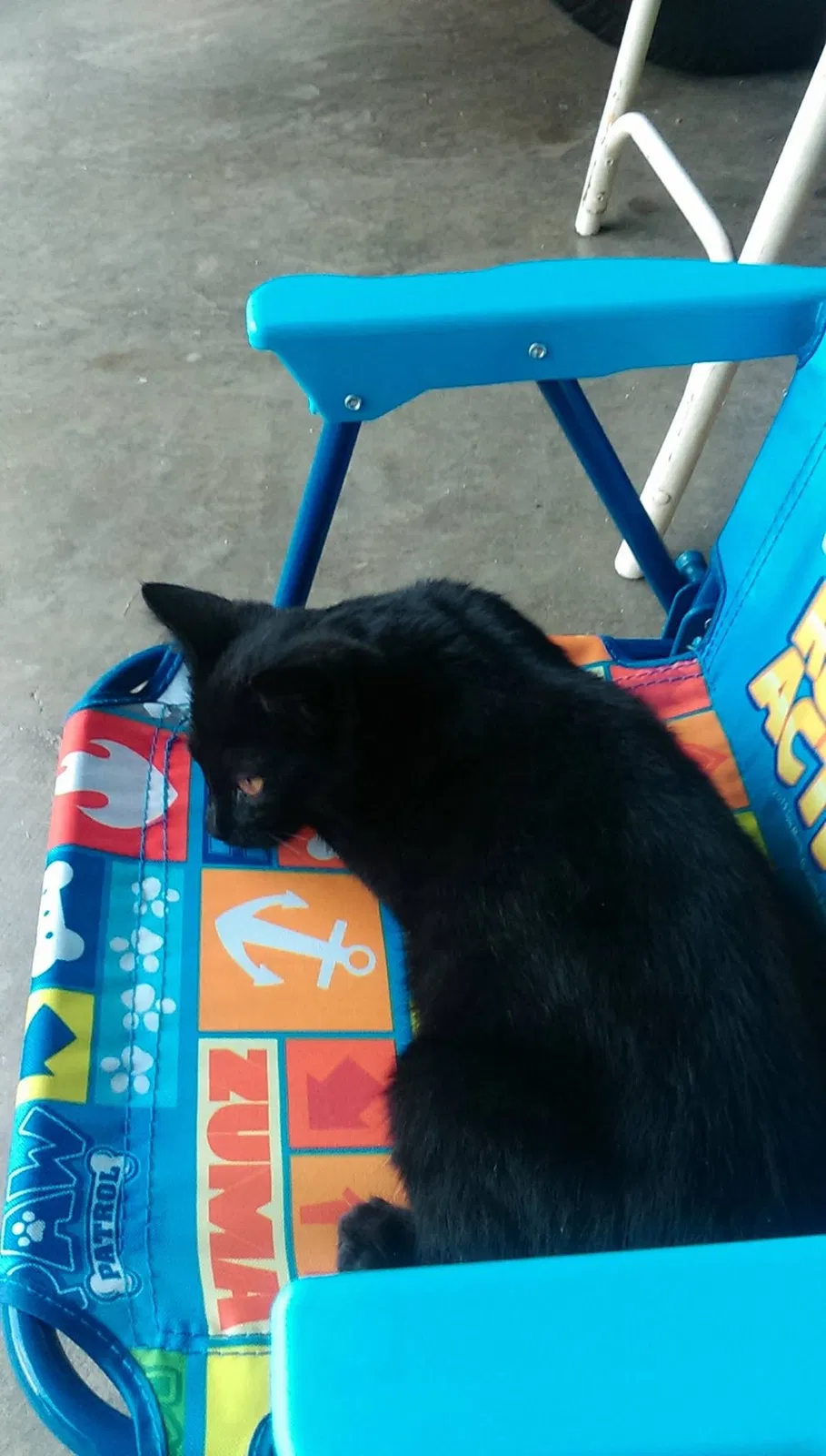Lost cat in Memphis, TN, 38122