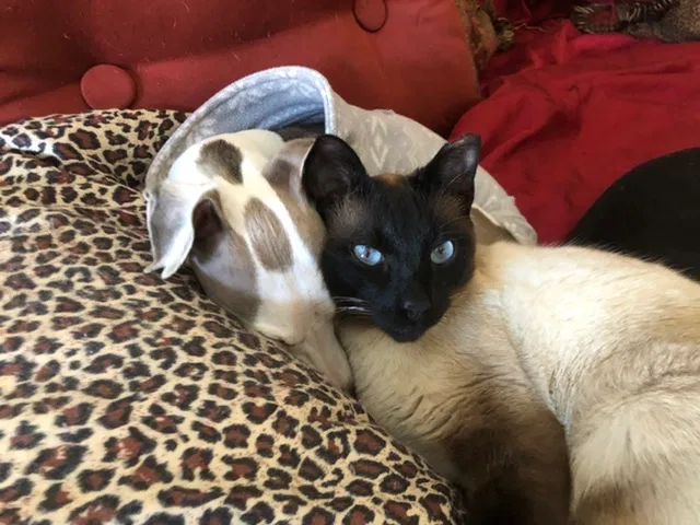 Lost cat in Leominster, MA, 1453