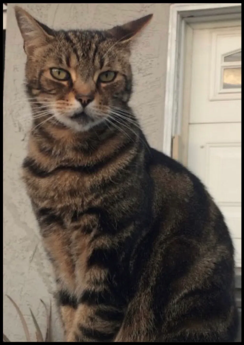 Lost cat in Santee, CA, 92071