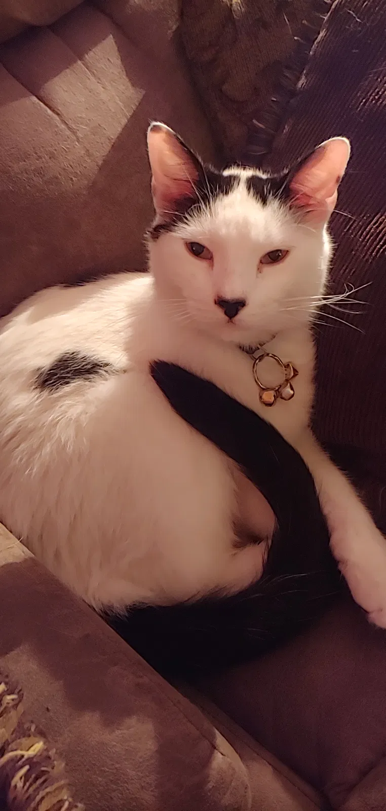 Lost cat in Wichita, KS, 67211