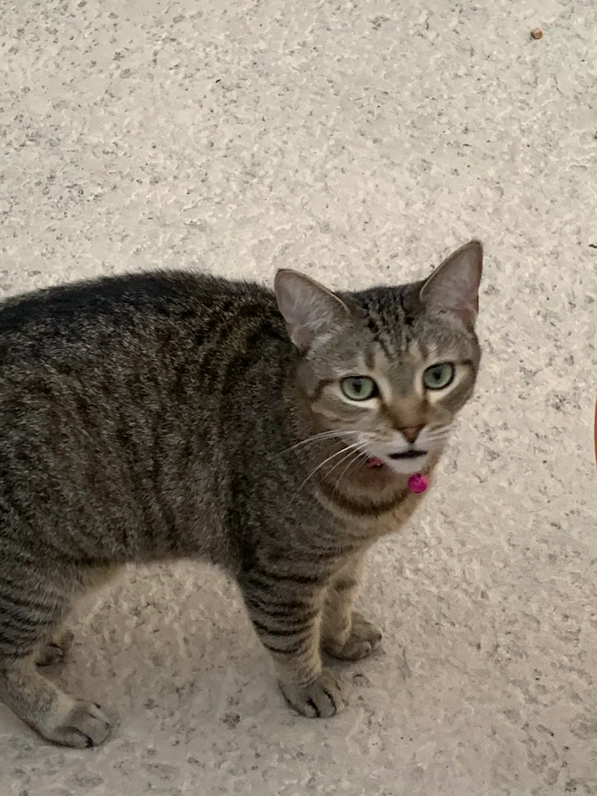 Lost cat in Saint Johns, FL, 32259