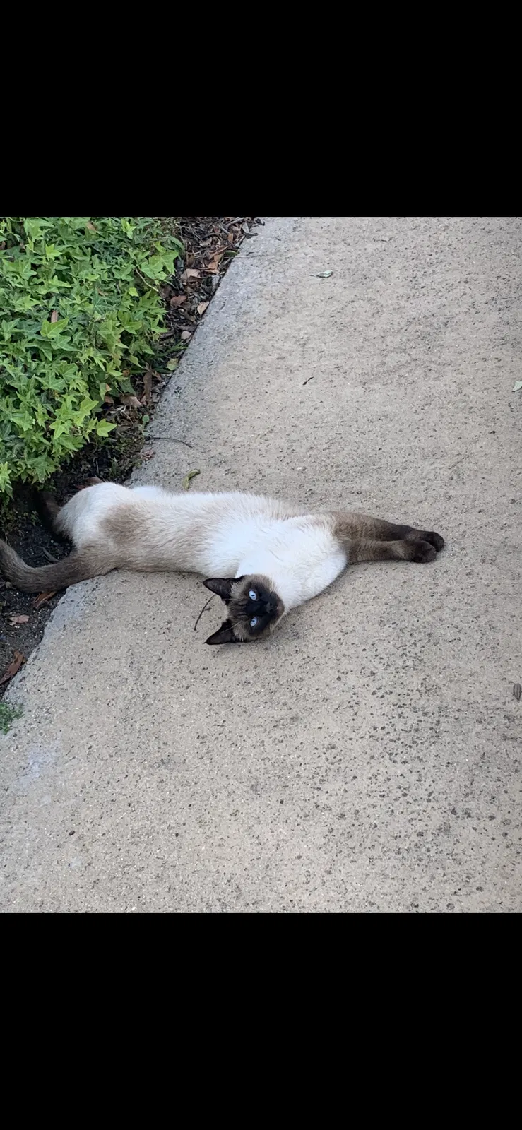 Lost cat in National City, CA, 91950