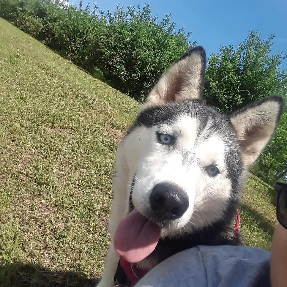 Lost dog in Dallas, NC, 28034