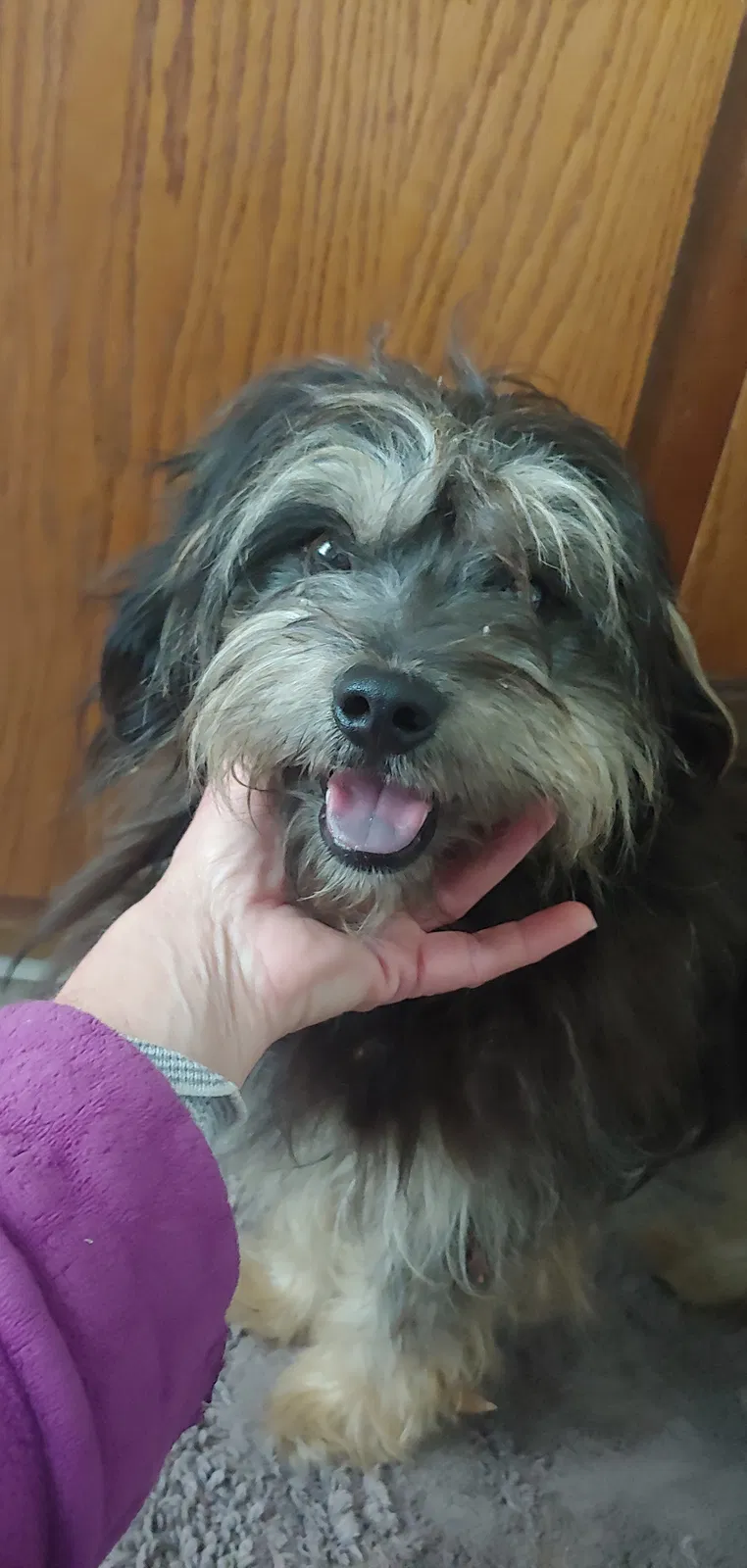Found dog in Wichita, KS, 67211