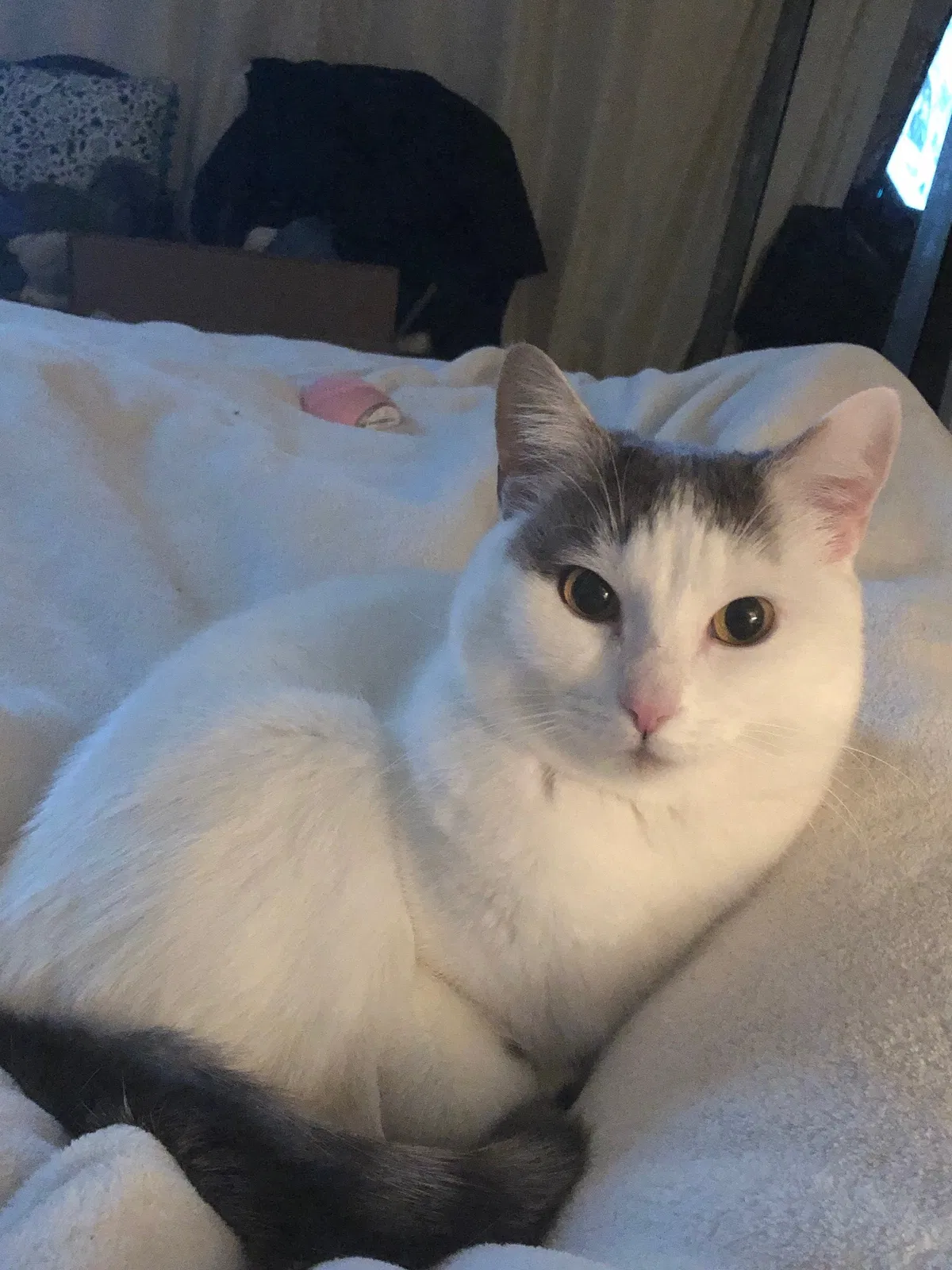 Lost cat in Greenwood, MO, 64034