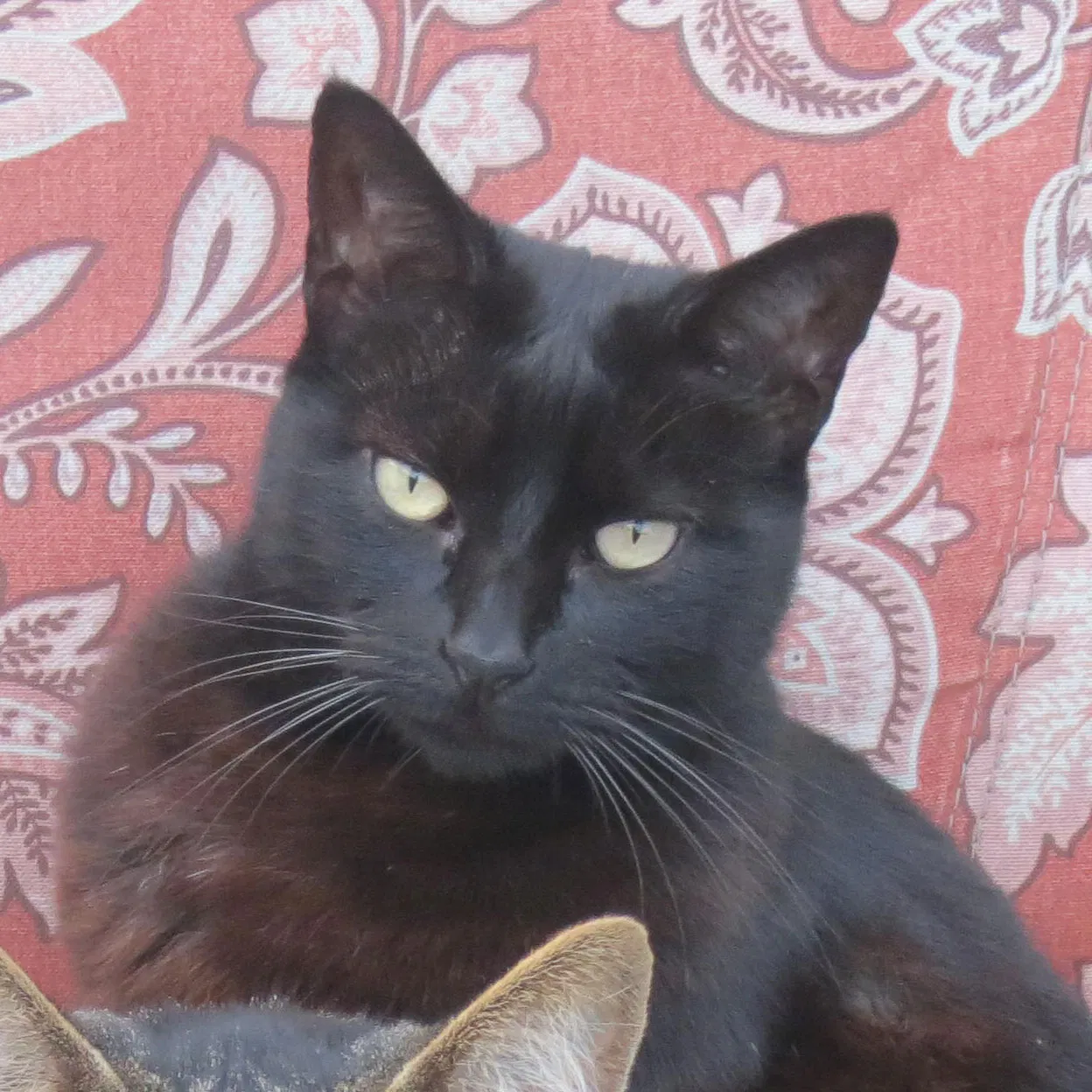 Lost cat in Ventura, CA, 93003