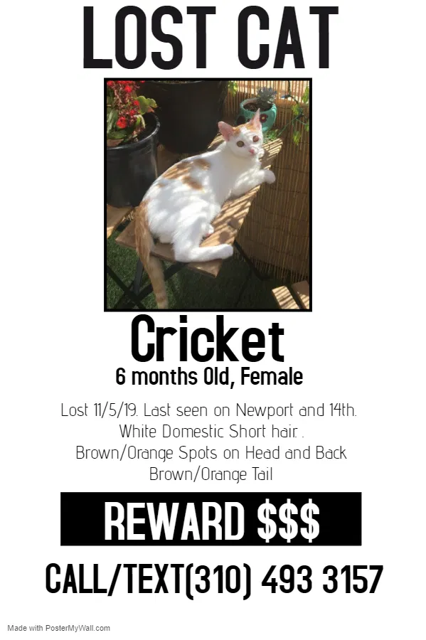 Lost cat in Long Beach, CA, 90804