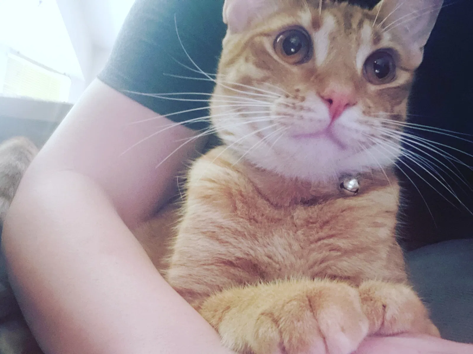 Lost cat in Slidell, LA, 70458