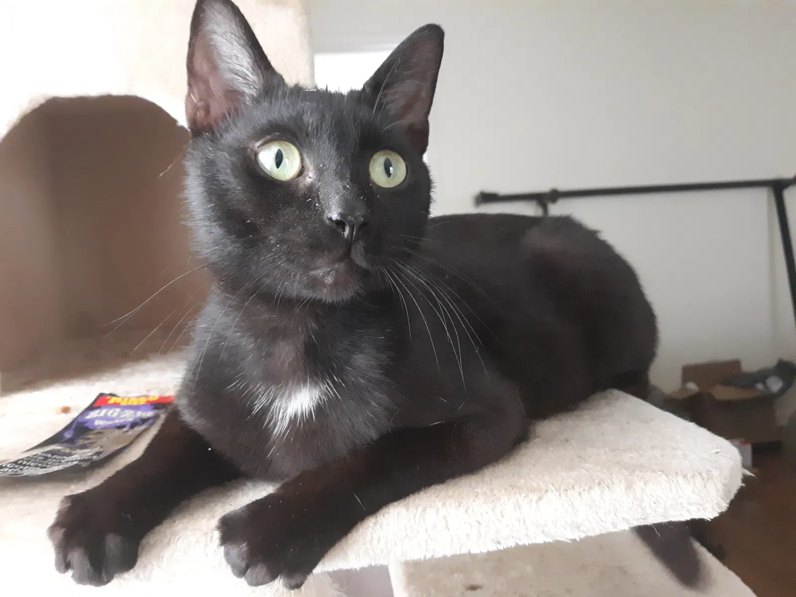 Lost cat in Chester, VA, 23831