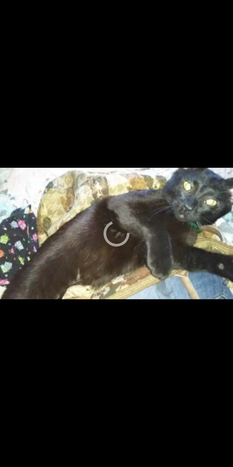 Lost cat in Memphis, TN, 38122