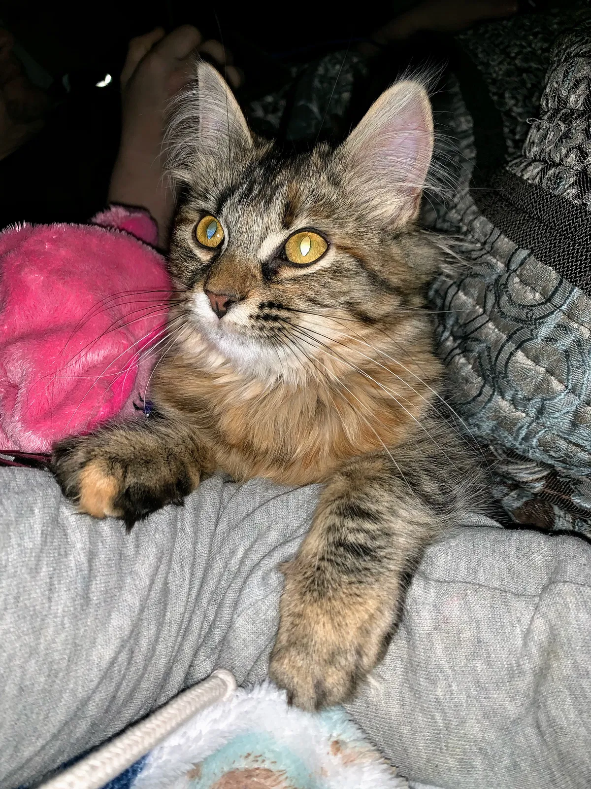 Lost cat in Grand Rapids, MI, 49504