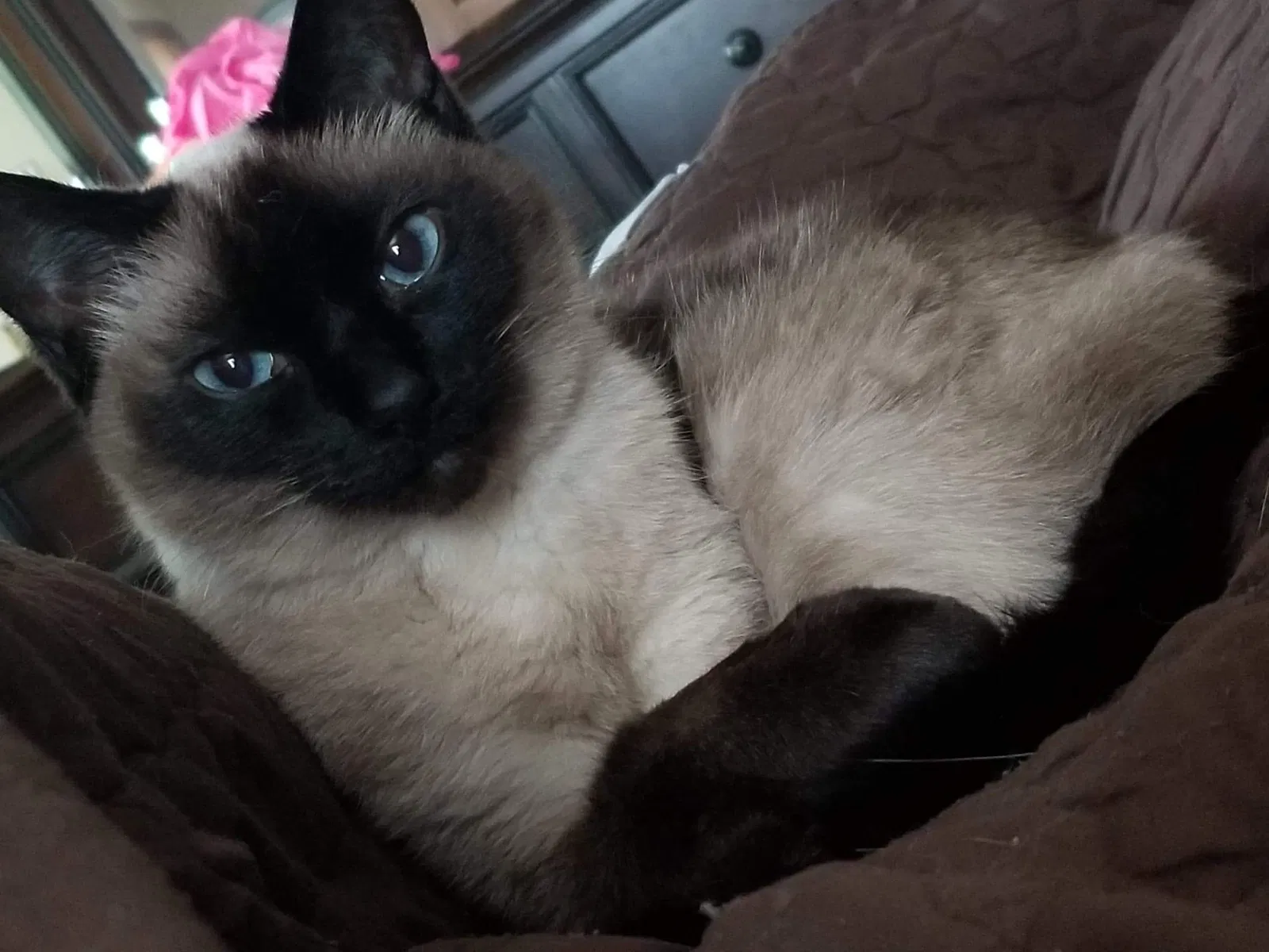Lost cat in Scranton, PA, 18512