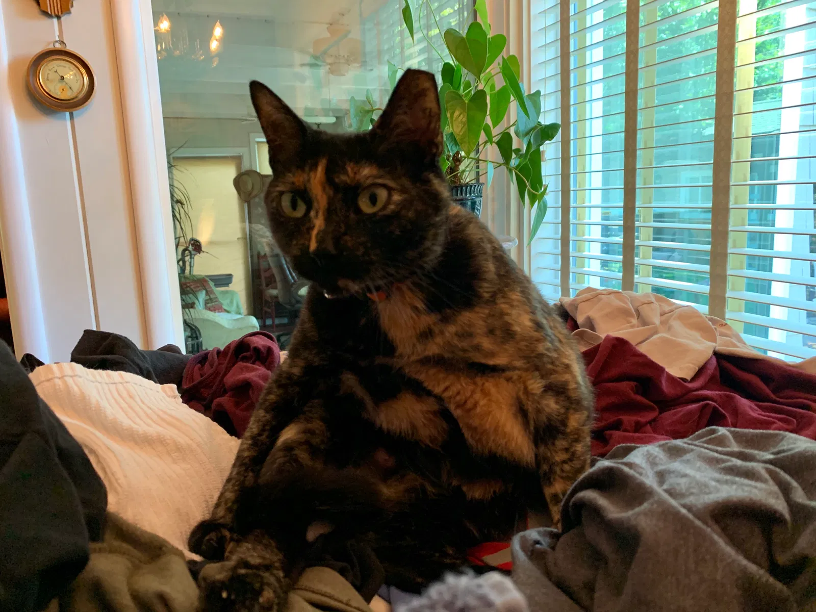 Lost cat in Medford, OR, 97504