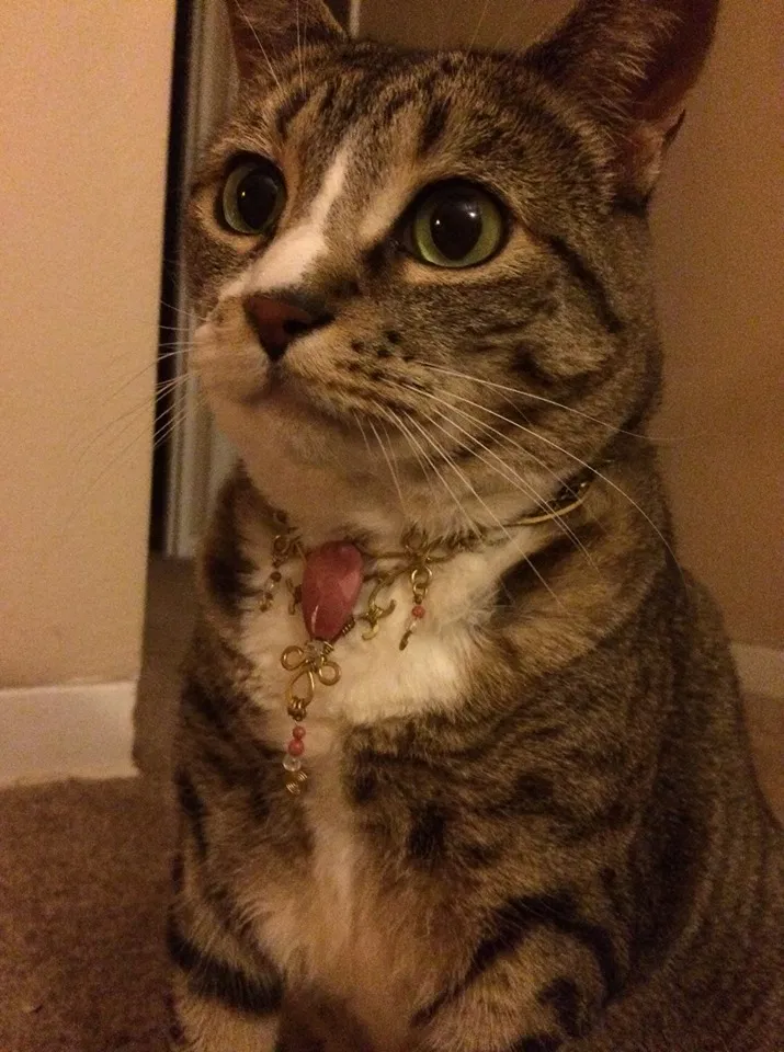Lost cat in Issaquah, WA, 98027