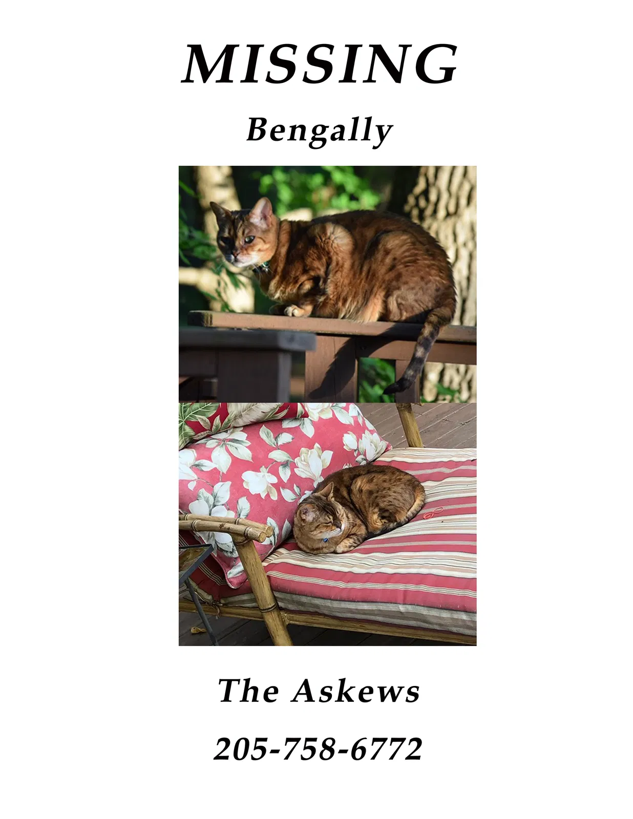 Lost cat in Tuscaloosa, AL, 35406