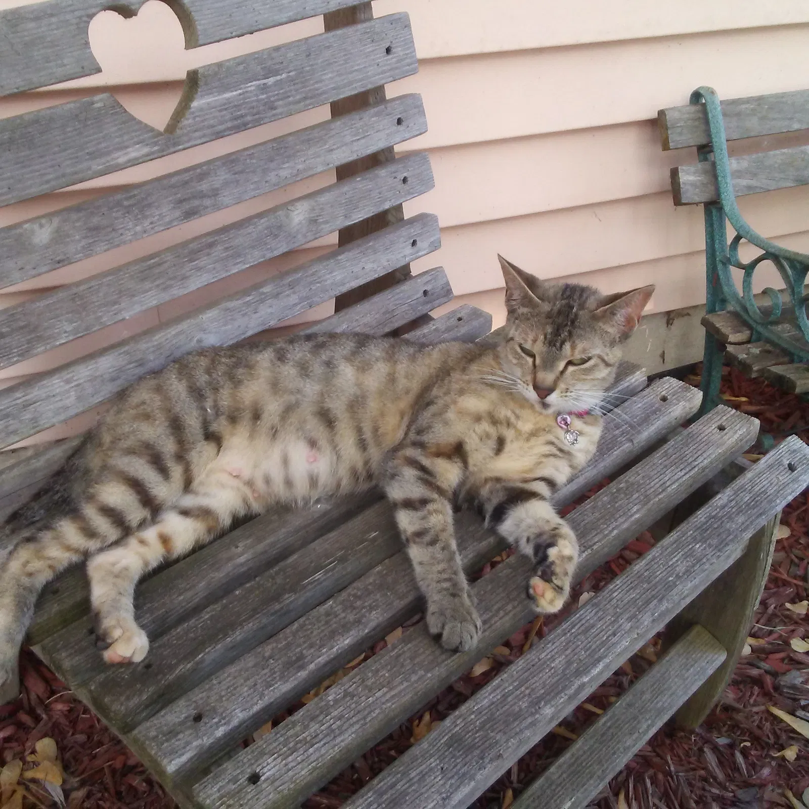 Lost cat in Valparaiso, IN, 46385