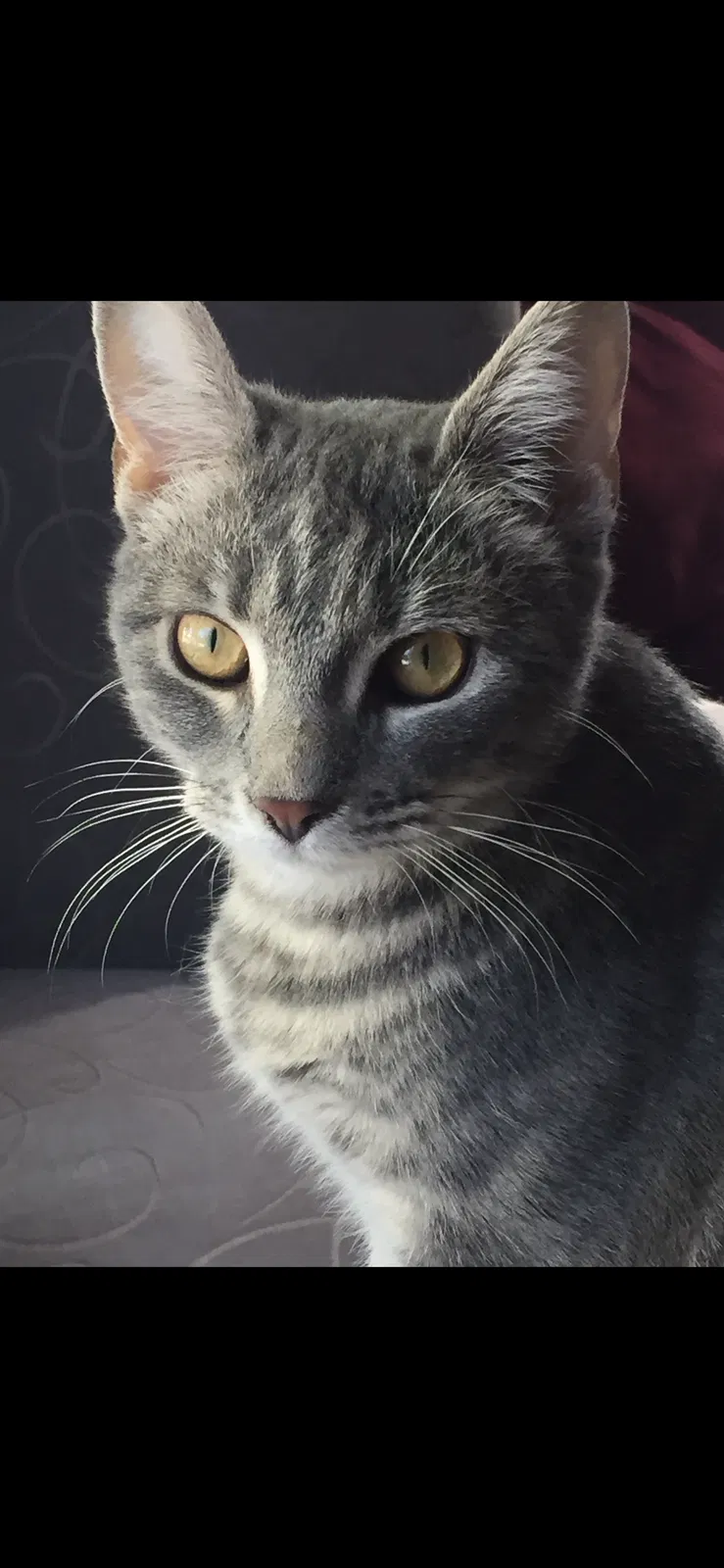 Lost cat in Westerville, OH, 43081